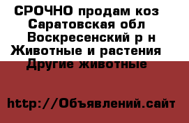 СРОЧНО продам коз - Саратовская обл., Воскресенский р-н Животные и растения » Другие животные   